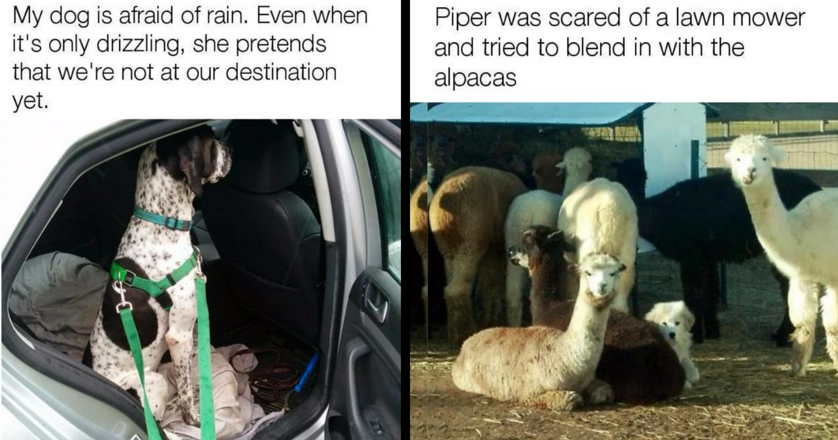 27 Wholesomely Howlarious Concerned Doggo Memes Navigating Life's Ruff ...