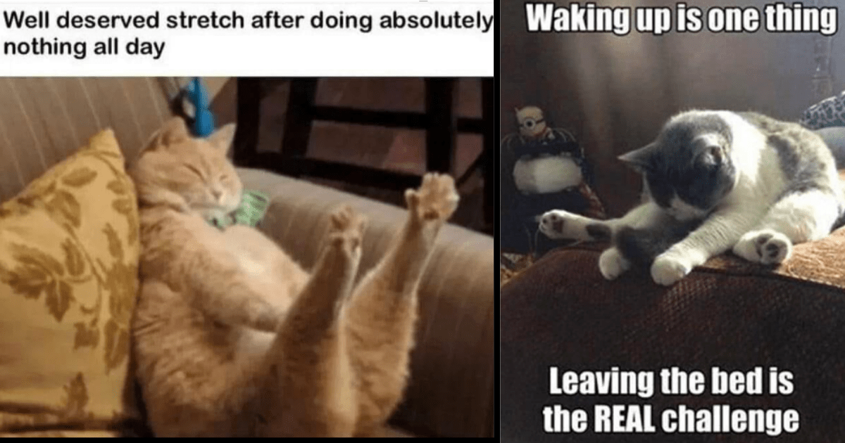 Witty Wednesday With 25 Cat Memes To Melt Away The Midweek Blues - I ...