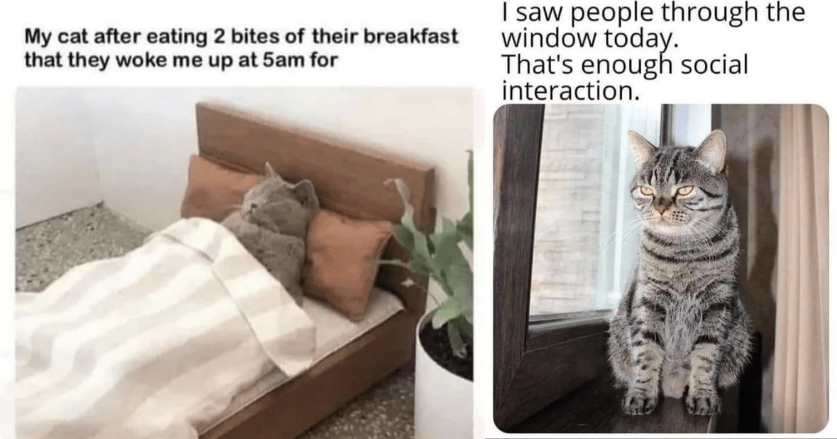 26 Purr-fectly Hilarious Cat Memes That Are The Cat's Meow - I Can Has ...