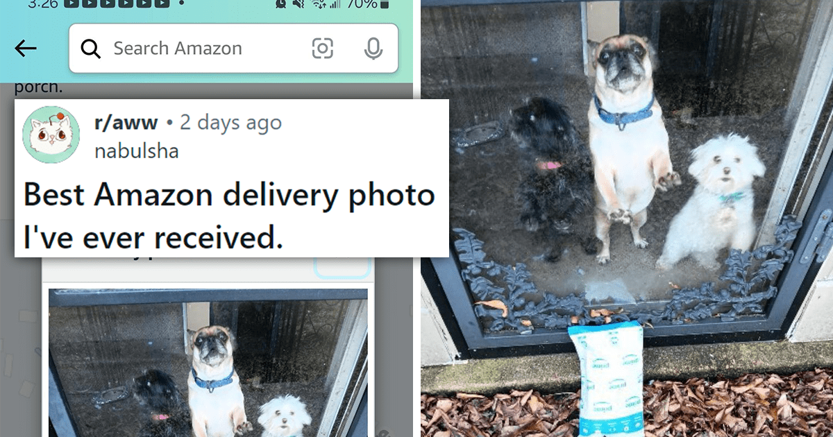 Hilarious Photos That Amazon Delivery Drivers Have Taken Of