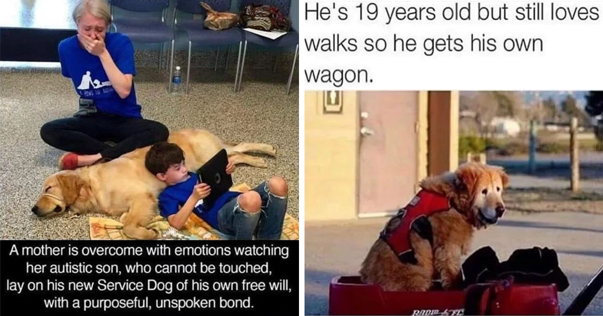 A Smol Dose Of Cute And Wholesome Dog Memes For A Better Day - Animal