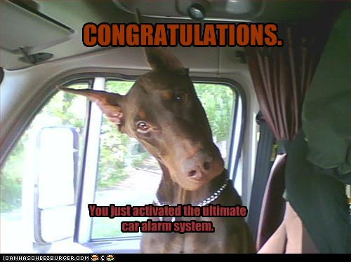 congrats funny animal