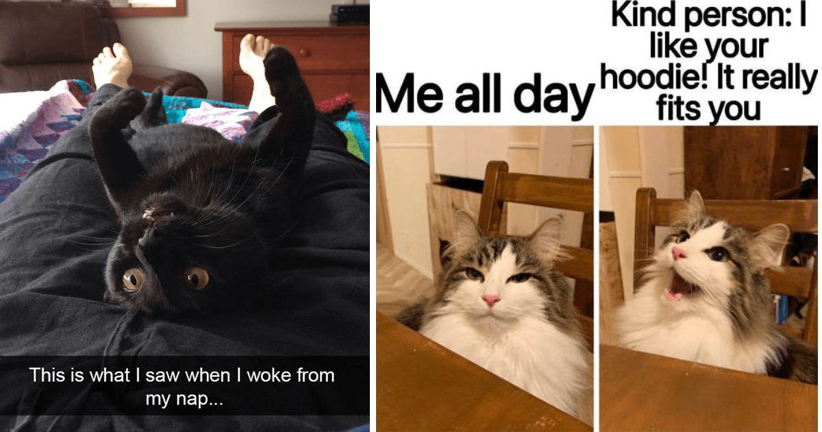 Splendid Selection Of Snuggly, Soft And Slightly Spicy Cat Memes For A ...