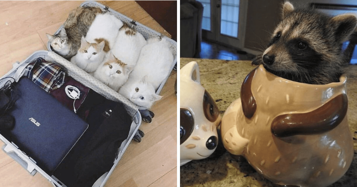 23 Funny Furry Animals Achieving Cozy Comfort In Unexpected Places ...