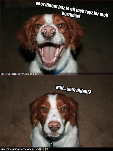 I Has A Hotdog - brittany spaniel - Page 2 - Funny Dog Pictures | Dog ...