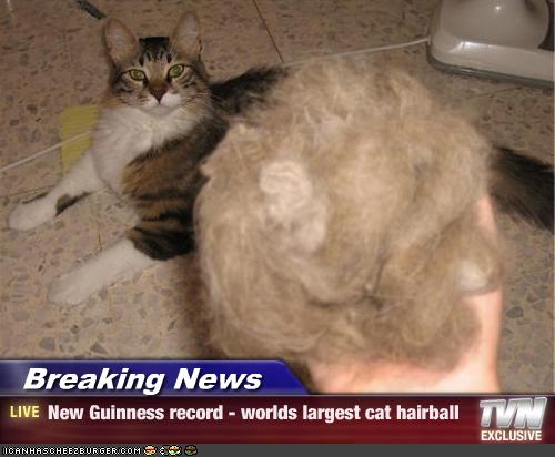 Breaking News - New Guinness record - worlds largest cat 