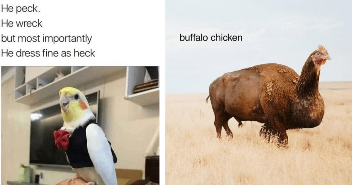 Funny Feathery Bird Memes To Fill You With The Friday Funnies - Animal 