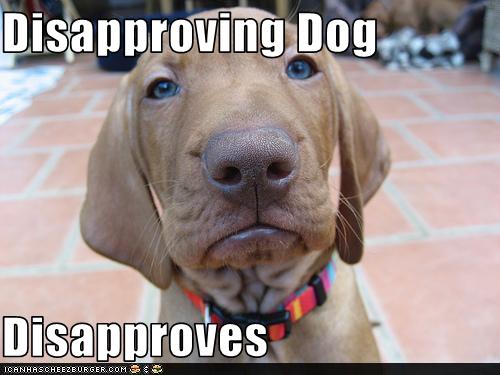 Disapproving Dog  Disapproves Cheezburger Funny  Memes 