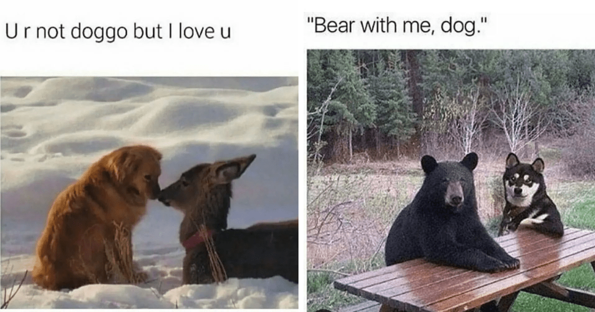 Heartwarming Memes Of Dogs Being The Best Friends In The Animal Kingdom ...