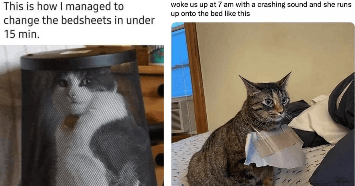 Clawminal Memes Of Cats Unleashing Their Spicy Side This Caturday - I ...