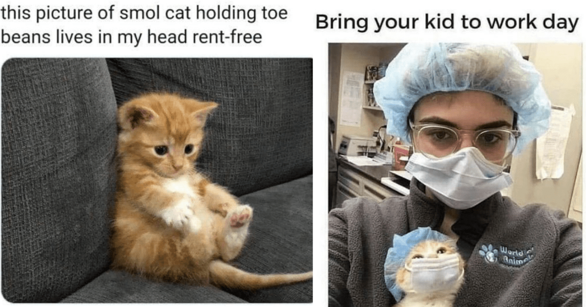 Wholesome And Hilarious Cat Memes To Sweeten Your Sunday - I Can Has ...