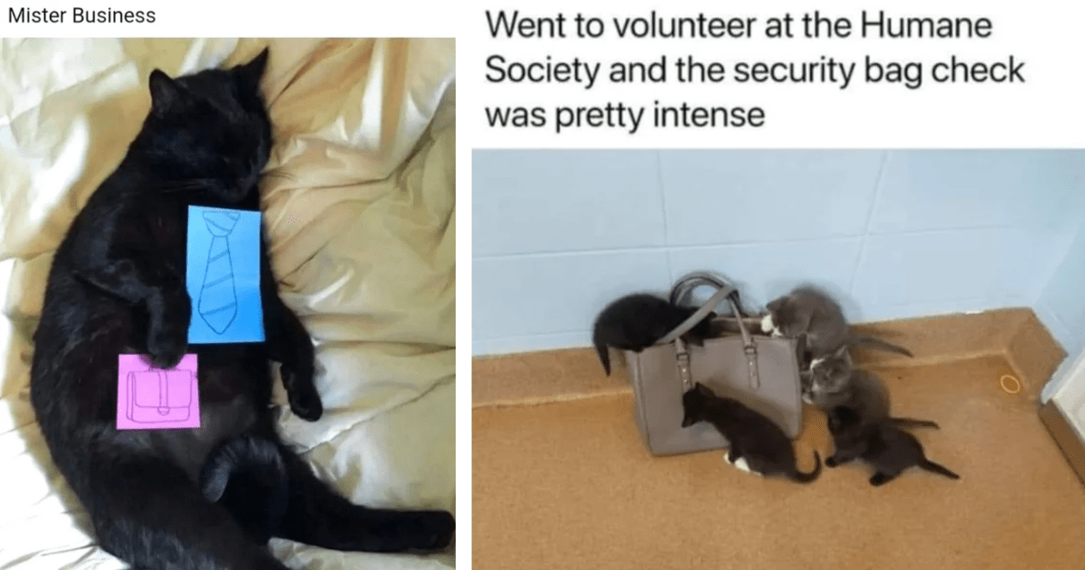 28 Memes About Cats Thumbnail Includes Two Pictures Of Cat Memes