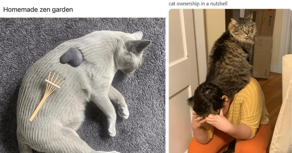 Hilarious Memes Of Cats In Unexpected Scenarios To Give You The Giggles ...