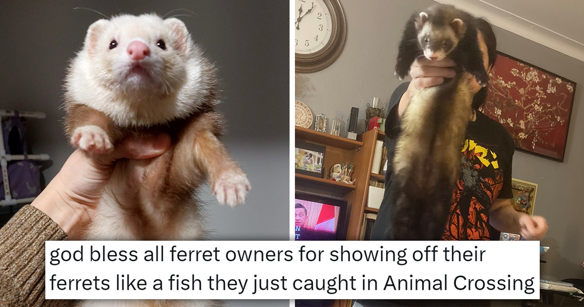 Ferret Owners Show Off Their Fabulous CatSnakes In Their Full Wiggly