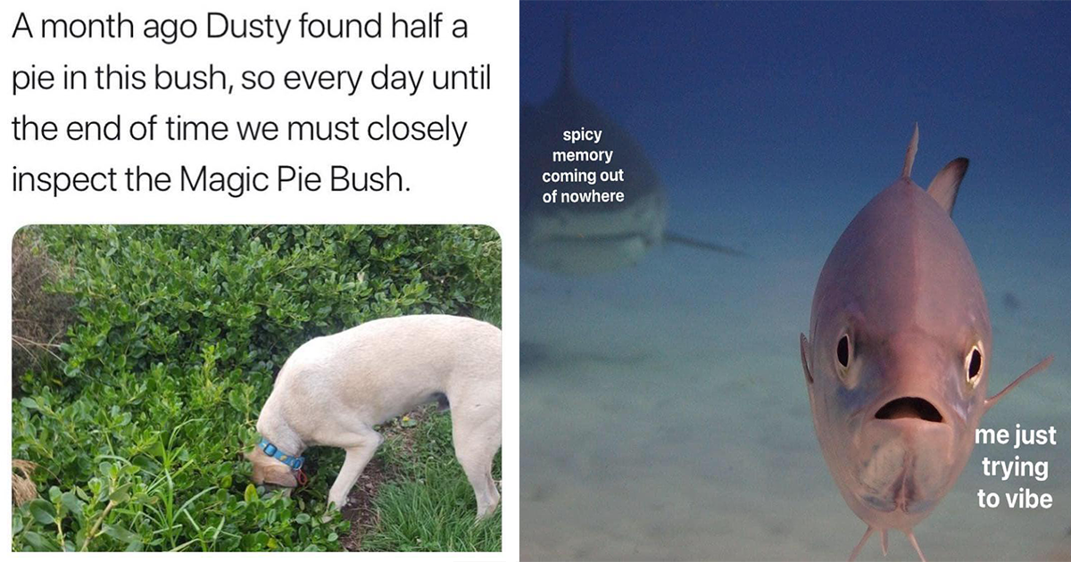 Sweet And Silly Sunday Animal Memes To Start Your Day With A Smile