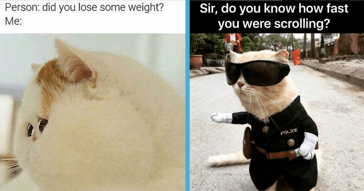 A Succulent Selection Of Delectable Cat Memes To Take A Break From Work ...