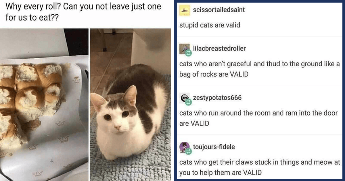 30 Funniest And Most Pawsitive Cat Memes Of The Week For People Who Are ...