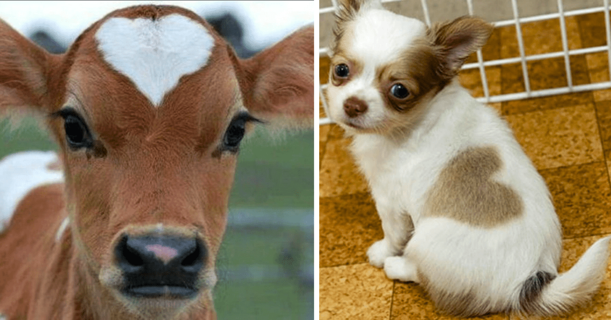 24 Adorable Animals With Love Spots To Inspire Fuzzy Feelings For ...