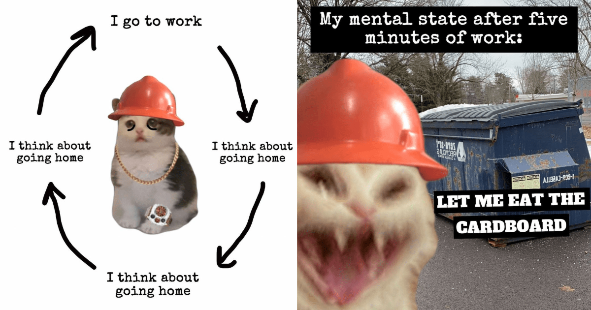 Hilarious Memes Of Cats In Hard Hats For Your Friday Mood Booster I