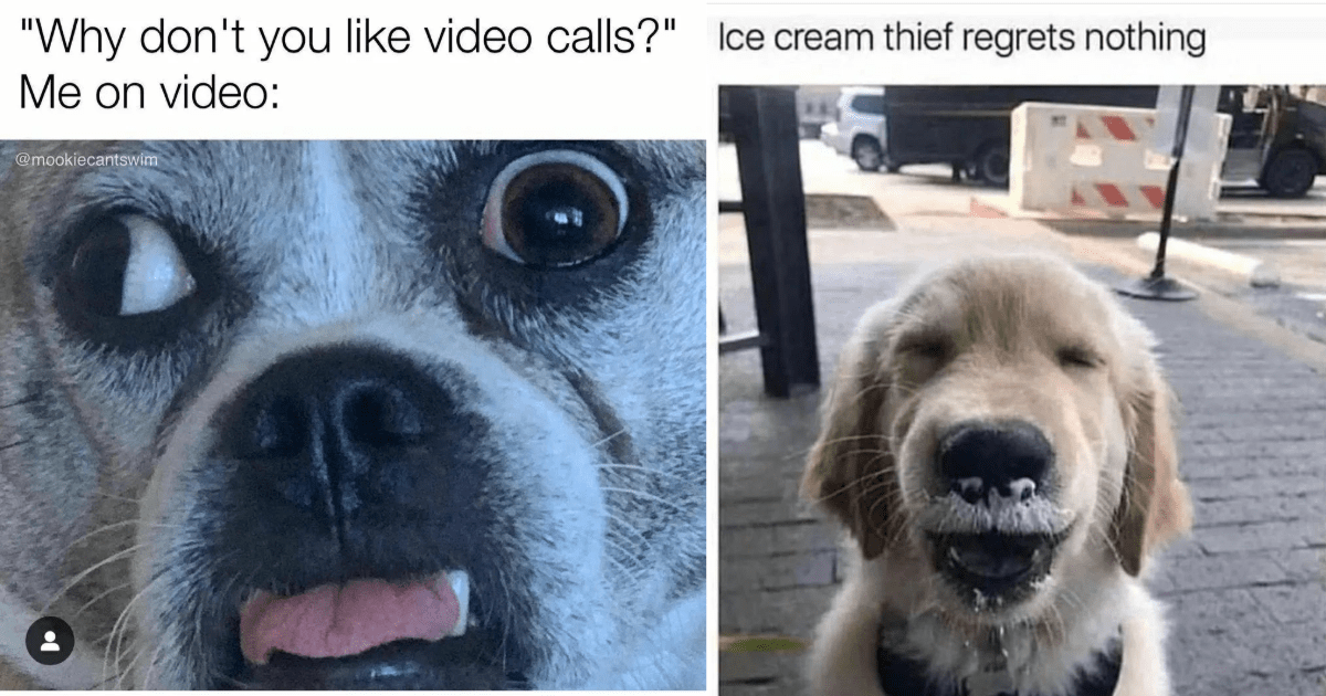 Silly Dog Memes To Get Your Tail Wagging - Animal Comedy - Animal 