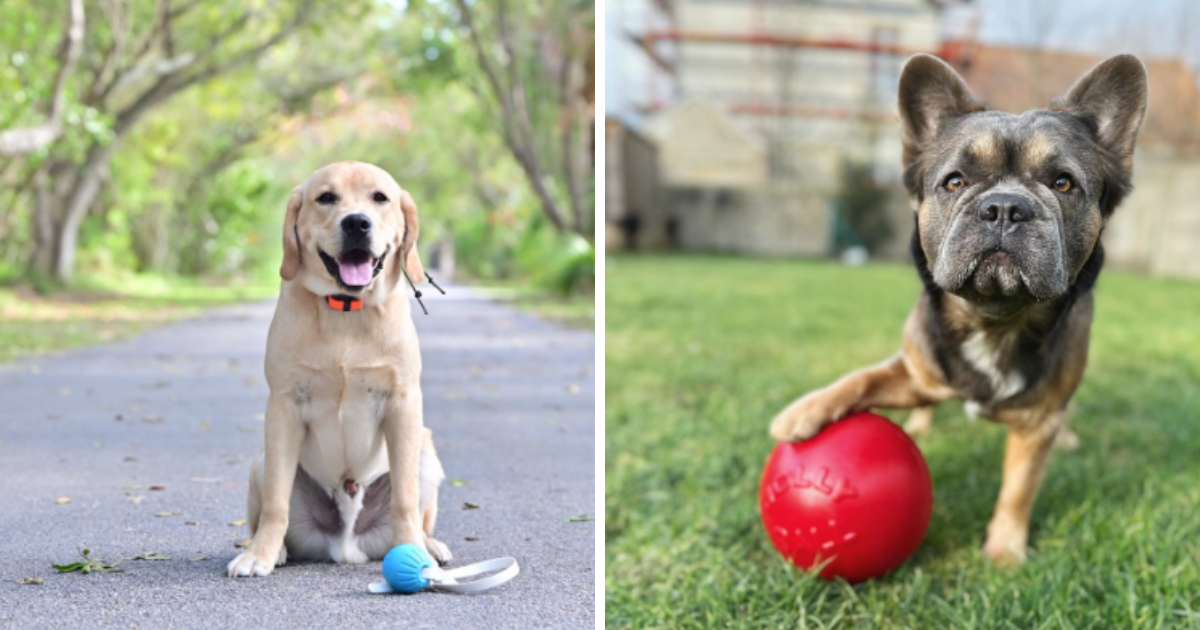 Canine Paradise With 24 Delightful Dogs Living Their Best Dog Park Life Animal Comedy Animal