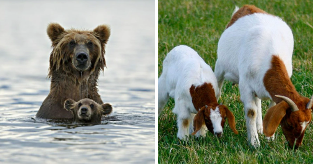Mini-Me Magic Featuring 24 Heartwarming Mommy And Baby Animal Duos