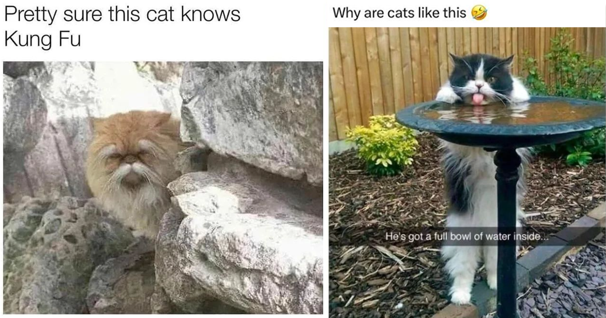 25 Meowgnificent Cat Memes To Get The Caturday Partay Started In The ...