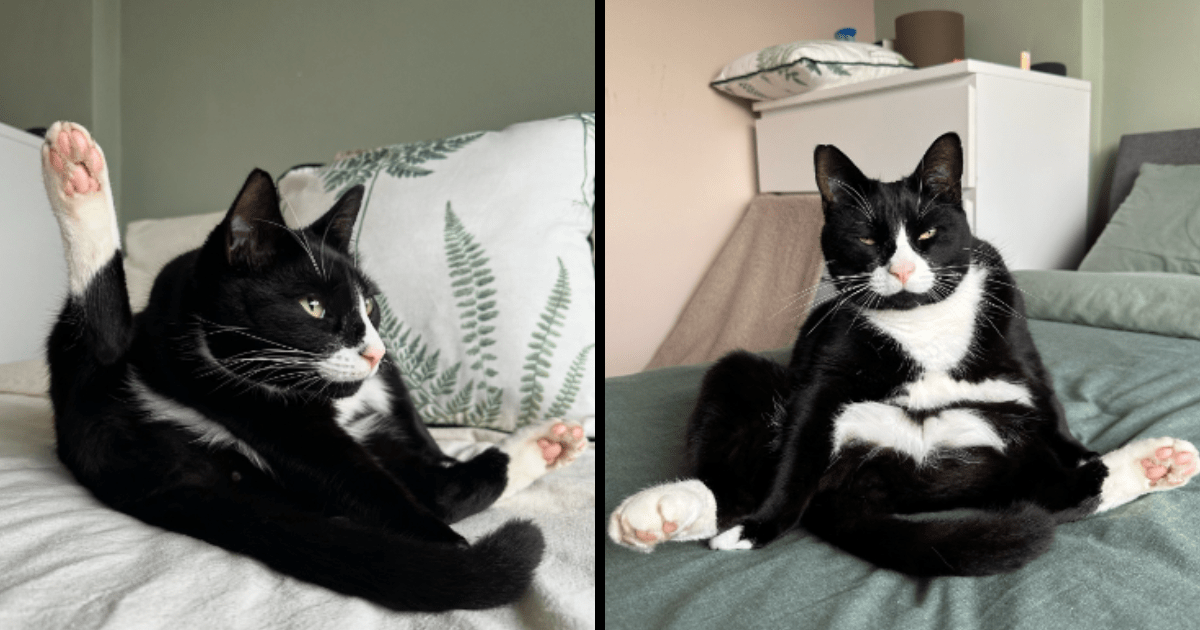 Sassy Sunday Featuring 24 Tuxedo Cats Bringing The Purrfect Attitude To The Weekend!