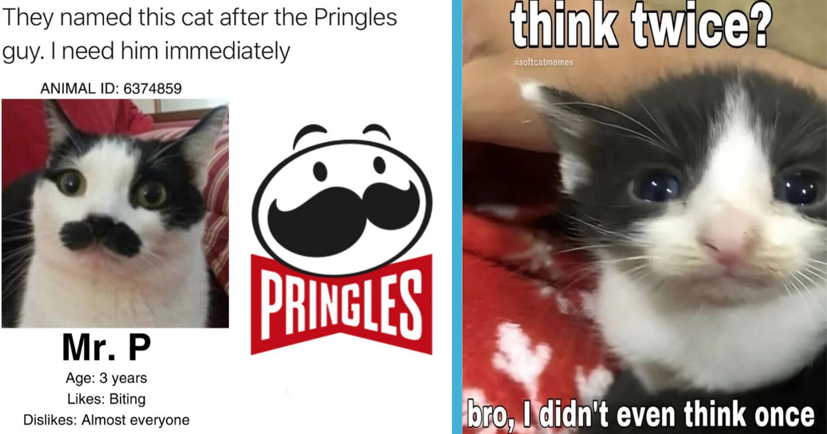 37 Hissterical Cat Memes For All The Grumpy Cats Who Need A Fast ...