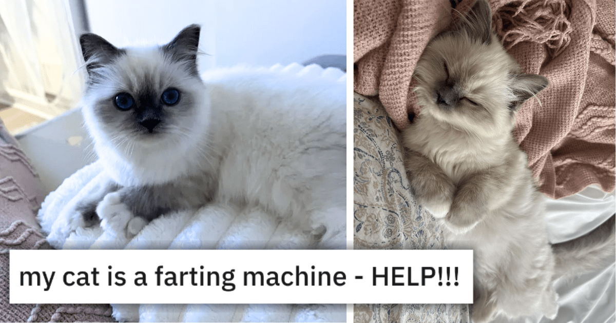 Concerned Cat Pawrent Runs To Reddit To Help Her Hissterical Kitten