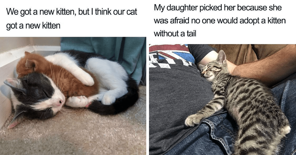 The Most Pawfectly Wholesome Cat Memes To Start This Sunday With A ...