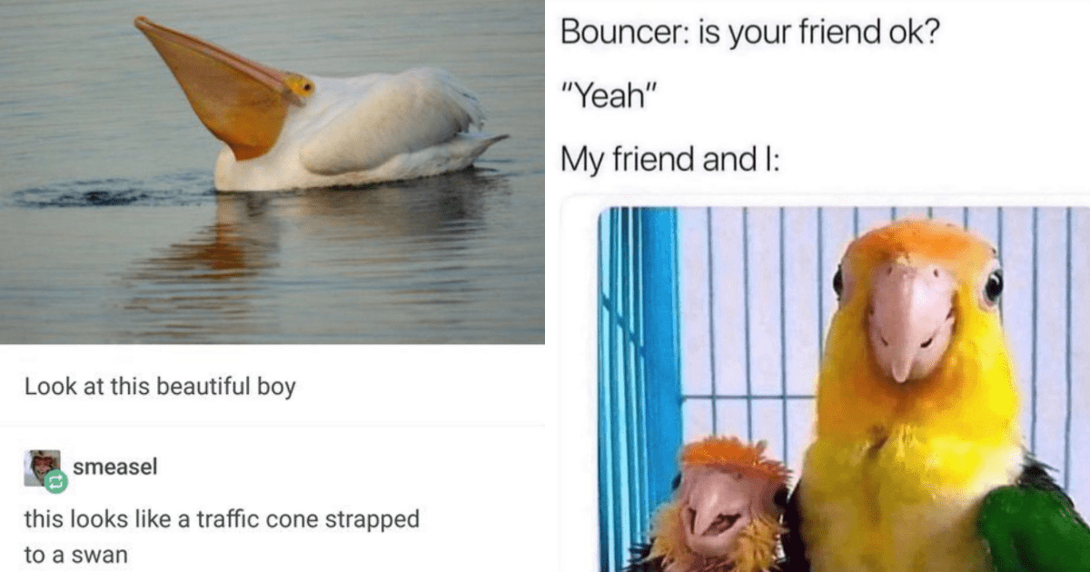 Wholesome And Hilarious Bird Memes To Brighten Your Day - Animal Comedy ...