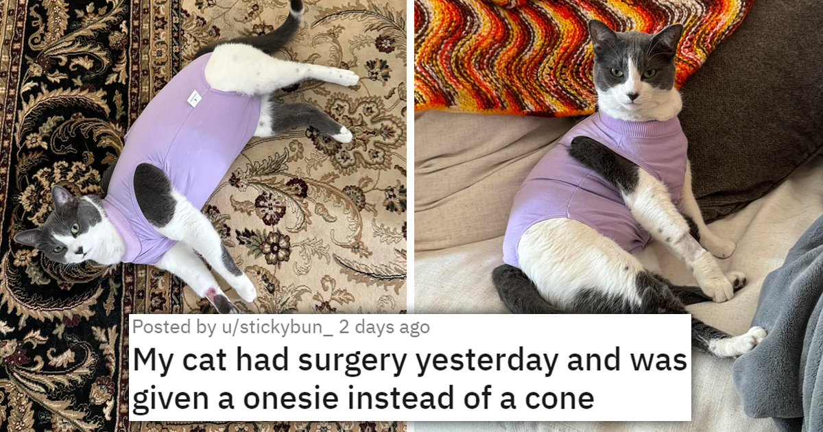 Onesies for outlet cats after surgery