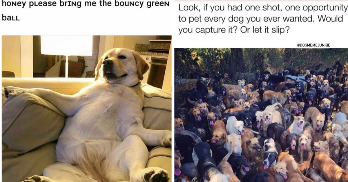 Hilarious Dog Memes For All You Canine Loving Junkies Animal Comedy