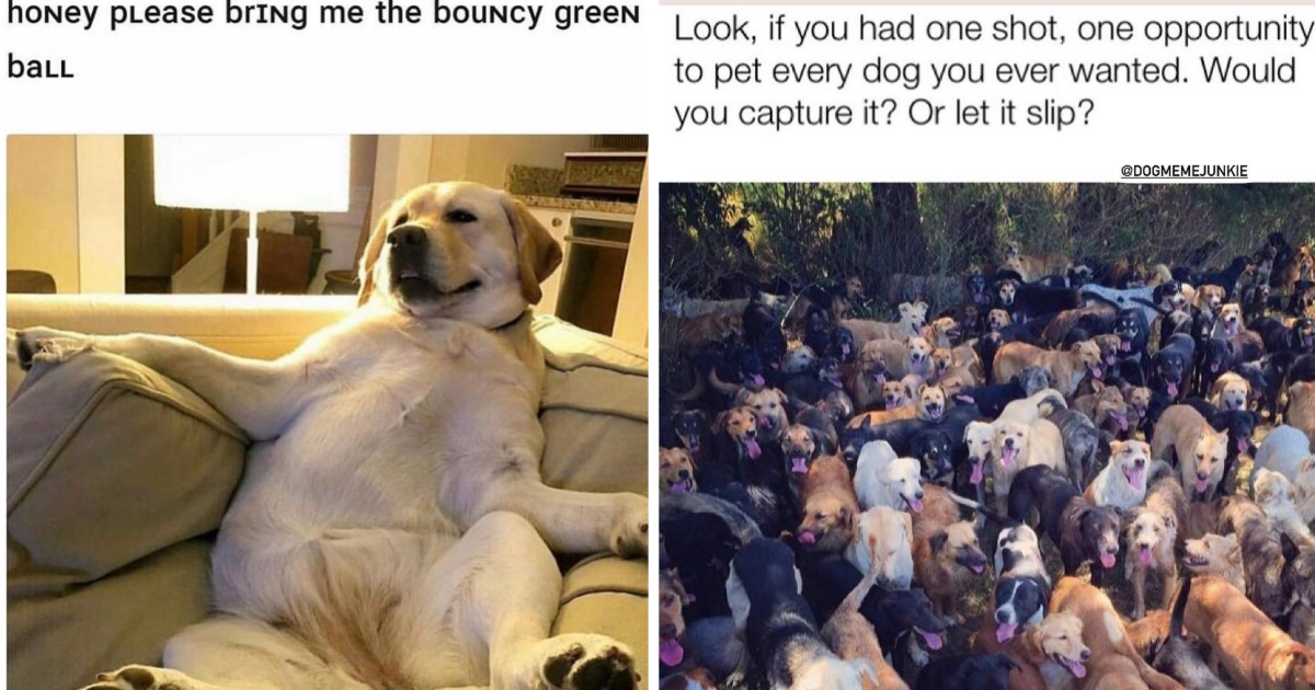 Hilarious Dog Memes For All You Canine Loving Junkies - Animal Comedy ...