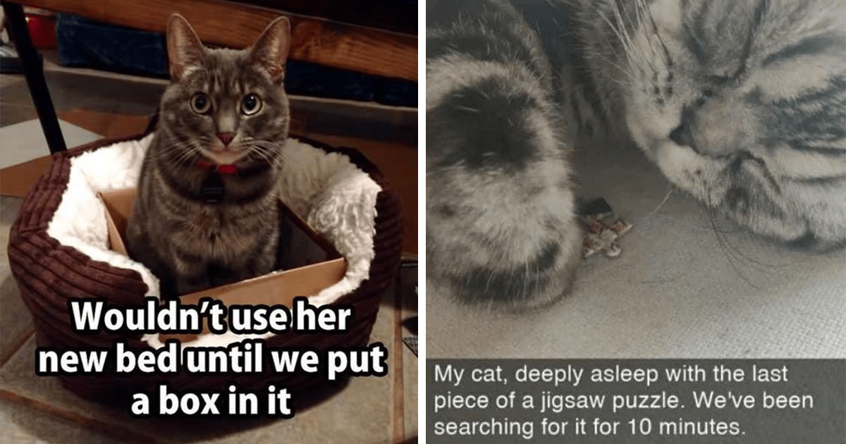 Wholesome Cat Memes For All The Homebody Feline Lovers Who Just Want To ...