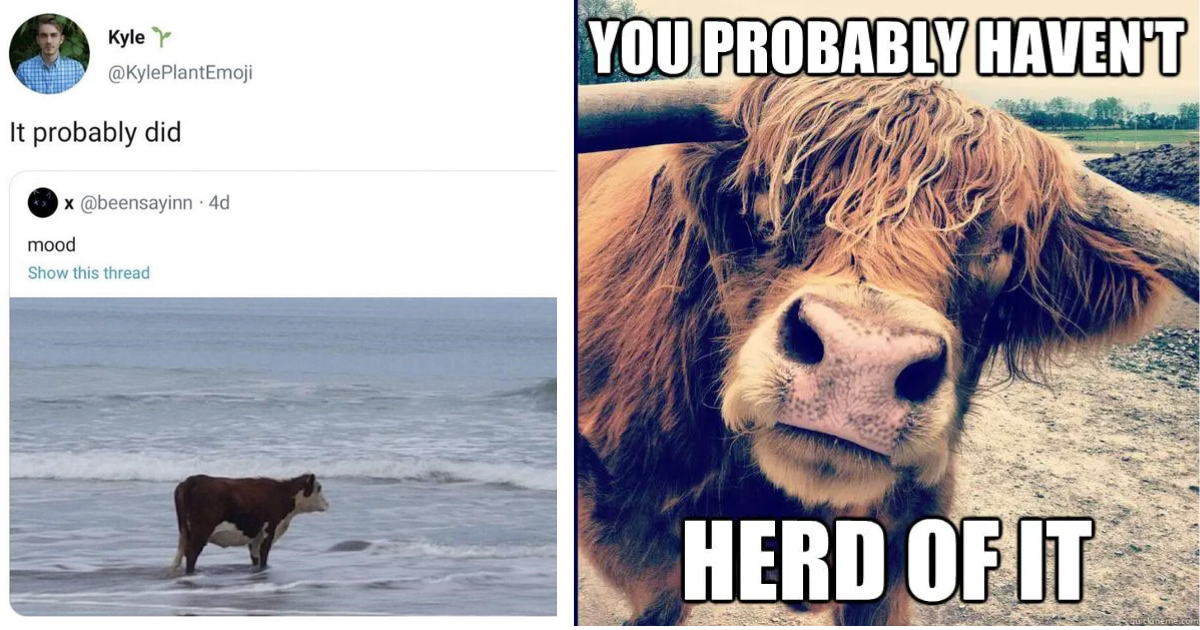 Take a Mooment to Digest These 24 Cow Memes Animal Comedy Animal Comedy, funny animals
