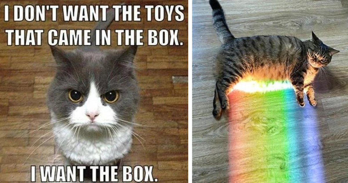 31 Purrfectly Funny Cat Memes To Enjoy Right Meow (February 27 2024