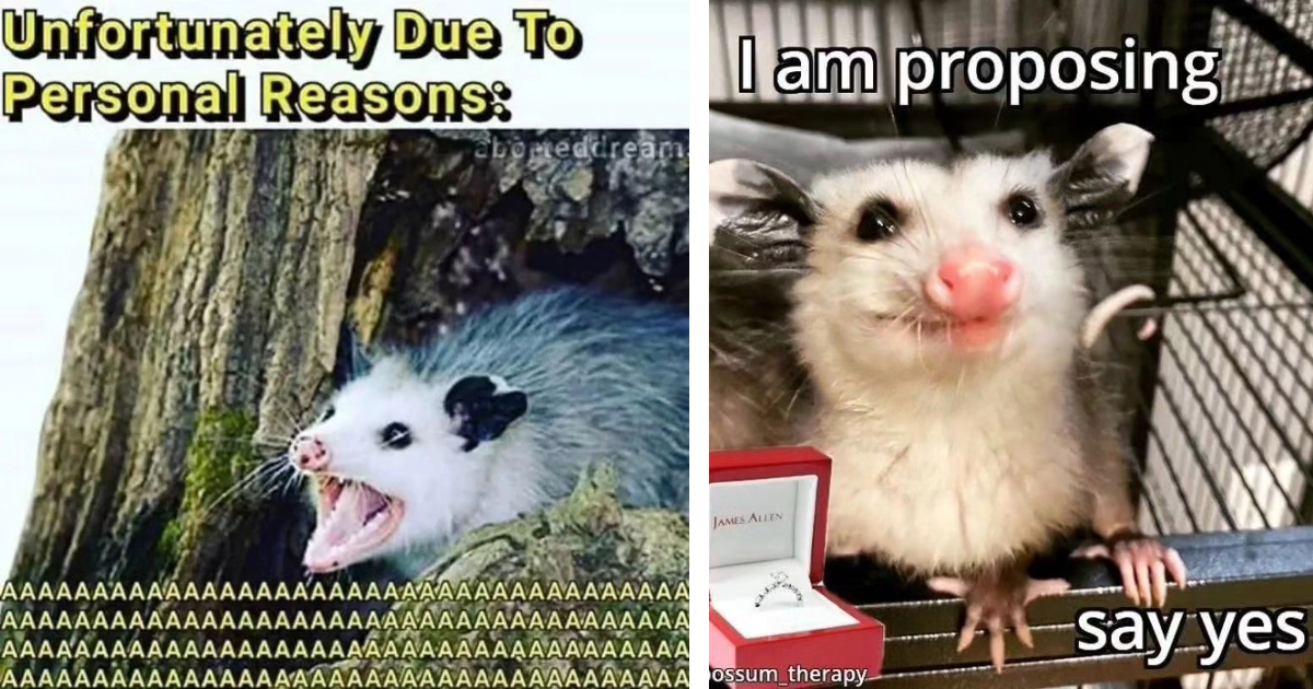 Pawdorable And Spicy Opossum Memes To Fluff Up Your Friday Morning