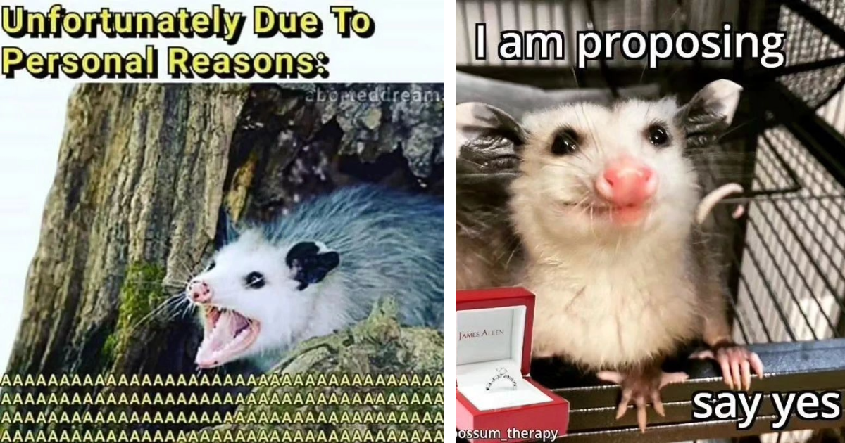 Pawdorable And Spicy Opossum Memes To Fluff Up Your Friday Morning 