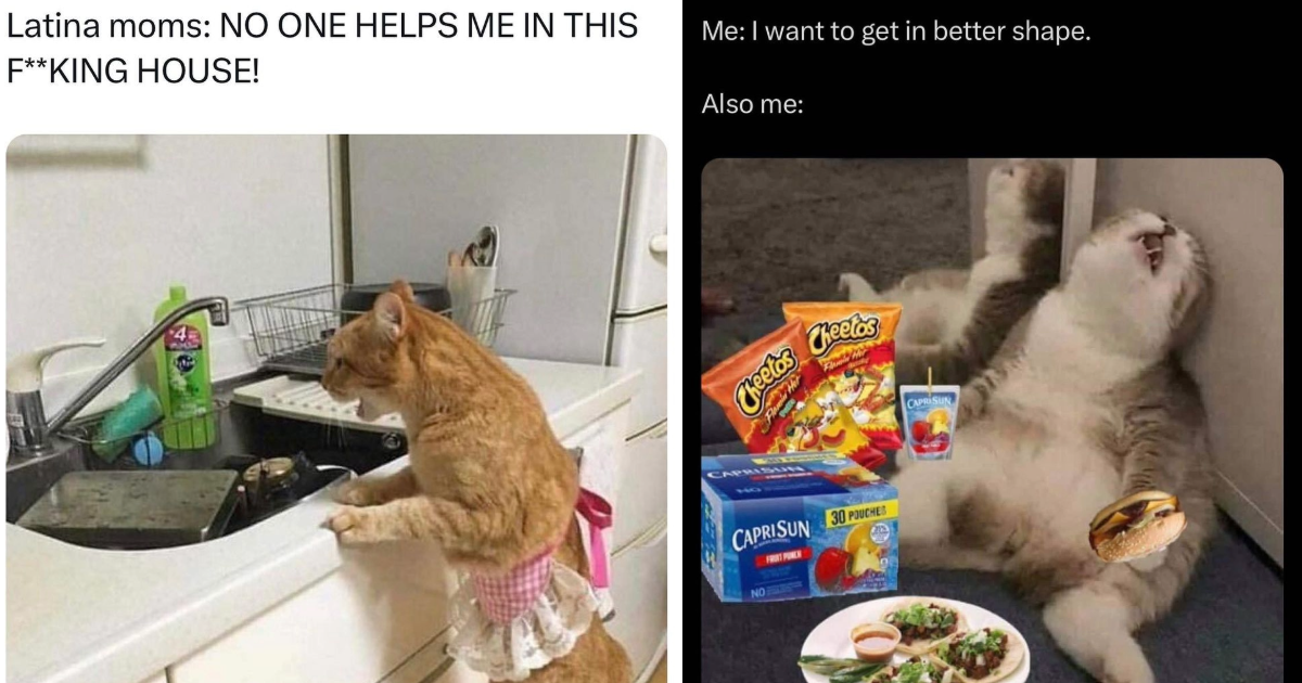 Perfectly Pawdorable Pet Memes To Clear Up Your Monday Blues - Animal 