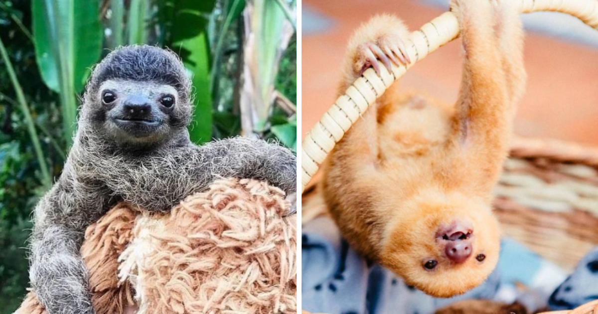 Terrific Tuesday Treats With 24 Smiling Sloths For A Day Full Of Fluffy ...