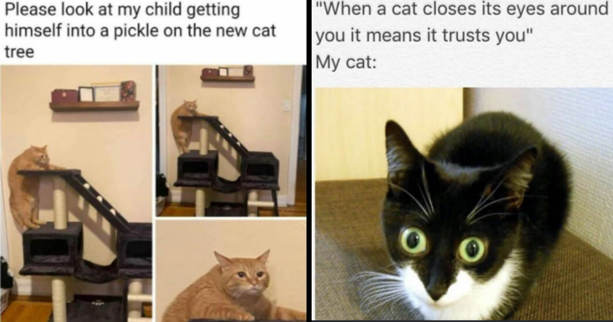 26 Pawsitively Hissterical Cat Memes For A Purrfect Tuesday Treat - I ...