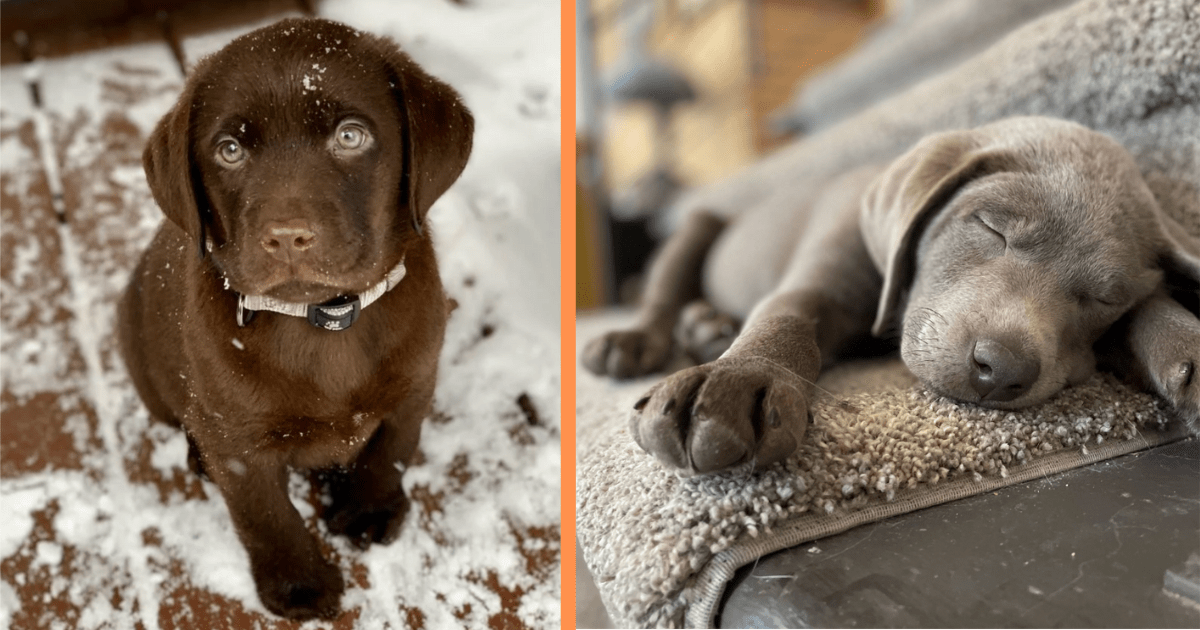 No Need For Sugar In Your Coffee, These 27 Precious Labrador Puppies ...