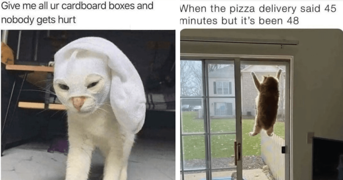 Wildly Distracting And Funny Feline Memes To Make You Forget About Work ...