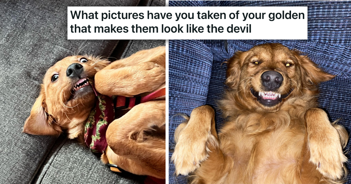 30 Fangtastically Floofy Doggos Doing Their Best To Look 'Scary' But ...