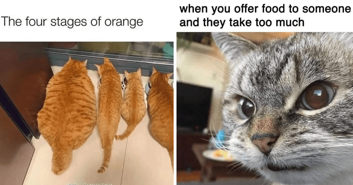 Spicy And Silly Caturday Memes To Get The Party Started - I Can Has ...