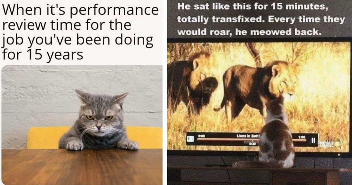 Funny And Facetious Feline Memes For Your Furry Mood Booster I Can Has Cheezburger?