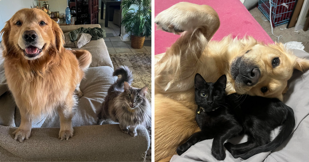 27 Pawsitive Pictures Of Purrfectly Paired Cats And Dogs That Stick ...