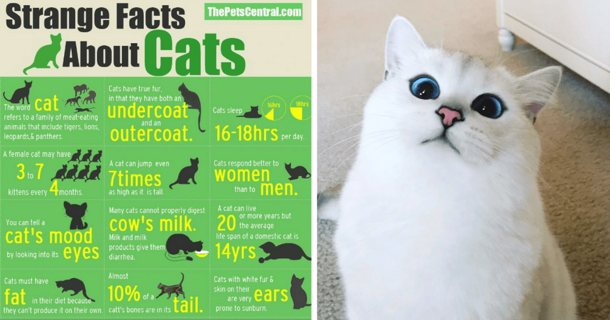 True facts best sale about the cat